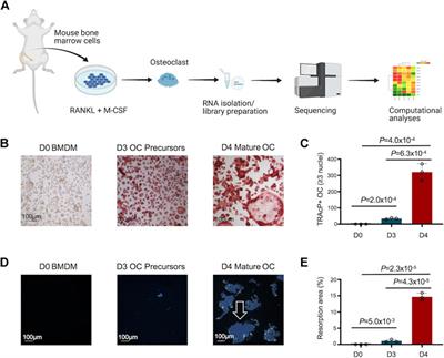 Comprehensive Transcriptomic Profiling of Murine Osteoclast Differentiation Reveals Novel Differentially Expressed Genes and LncRNAs